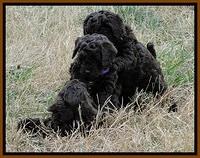 CB pups 6.5 wks old 22