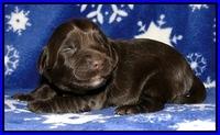 CB pups 1 wk old 16