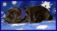 CB pups 1 wk old 17