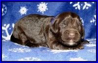 CB pups 1 wk old 18