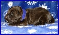 CB pups 1 wk old 20