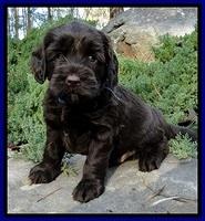 CB pups 5 wks old 15