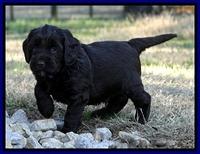 CB pups 5.5 wks old 11