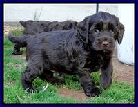 CB pups 5.5 wks old 15