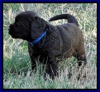 CB pups 5.5 wks old 9