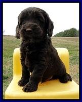CB pups 6 wks old 12