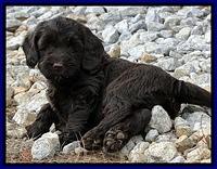 CB pups 6.5 wks old 10