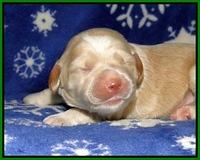 CB pups 1 wk old 14