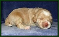 CB pups 2 wks old 9
