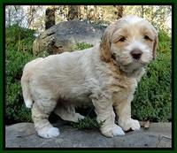 CB pups 5 wks old 10