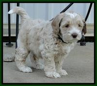 CB pups 5.5 wks old 6