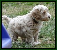CB pups 6 wks old 17