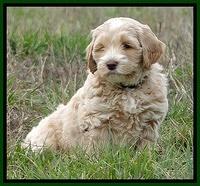 CB pups 6.5 wks old 1