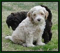 CB pups 6.5 wks old 2