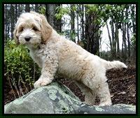 CB pups 8 weeks old 5