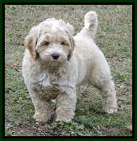 CB pups 8 wks old 11