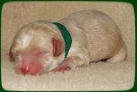 CB pups newborn 14