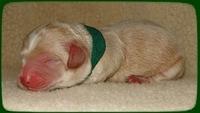 CB pups newborn 16