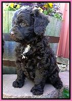 CB pups 7 wks old 13