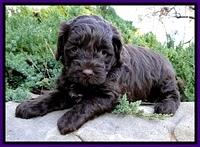 CB pups 5 wks old 1