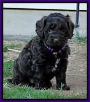 CB pups 5.5 wks old 23