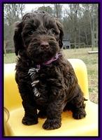 CB pups 6 wks old 5