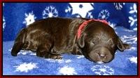 CB pups 1 wk old 1