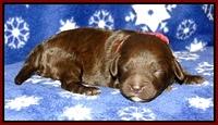 CB pups 1 wk old 3