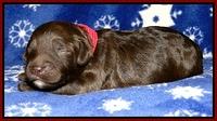 CB pups 1 wk old 4