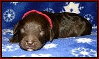 CB pups 1 wk old 5