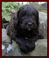 CB pups 4 wks old 5