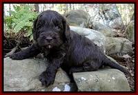 CB pups 4 wks old 6