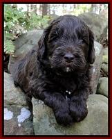 CB pups 4 wks old 7