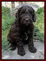 CB pups 5 wks old 19