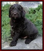 CB pups 5 wks old 20