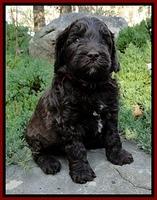 CB pups 5 wks old 21