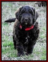 CB pups 5.5 wks old 18