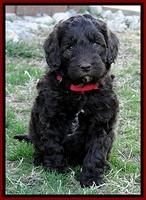CB pups 5.5 wks old 22