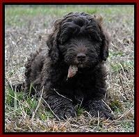 CB pups 8 wks old 17