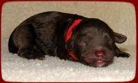 CB pups newborn 10