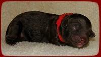 CB pups newborn 11