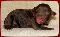 CB pups newborn 12