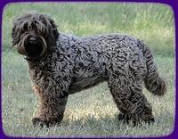 Cherie 10 2011 stacked