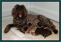 CB pups 1 day old group 2