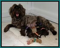 CB pups 1 day old group