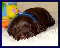 CB pups 2 wks old 1