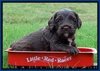 CB pups 4 wks old 1