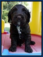 CB pups 5 wks old 24