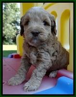 CB pups 5 wks old 23