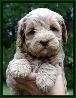 CB pups 6 wks old 3